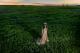 Diamonds in the prairies