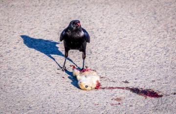 Life and Death